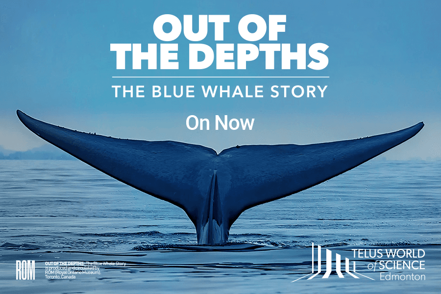 Blue Whale A-Call Detection